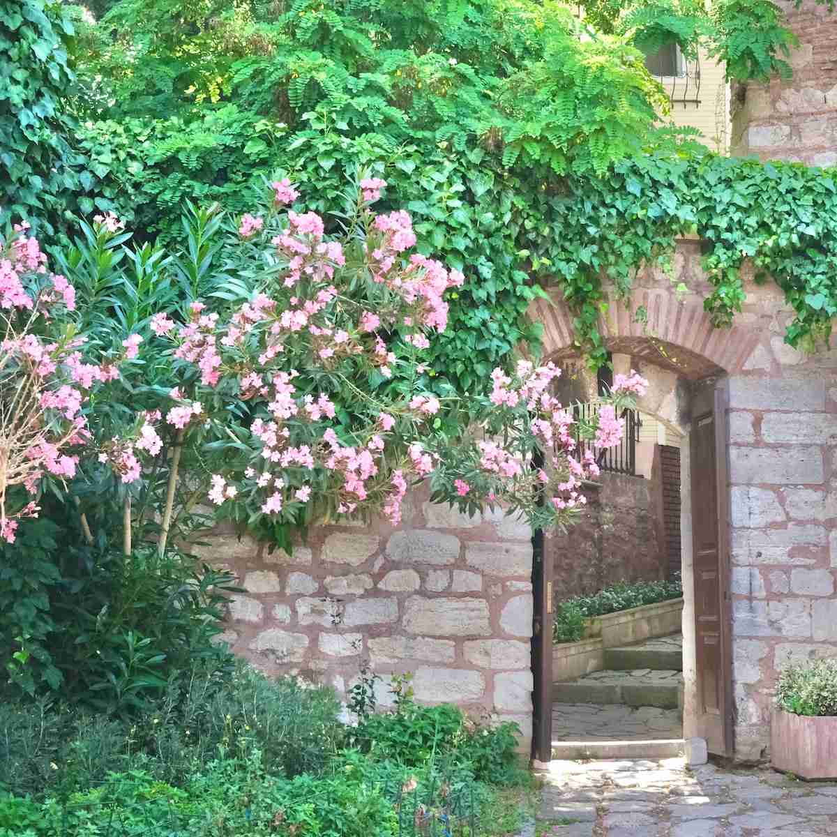 a tree with pink flowers